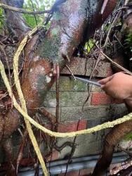 樹根包覆侵入圍牆已被崩裂圖片
